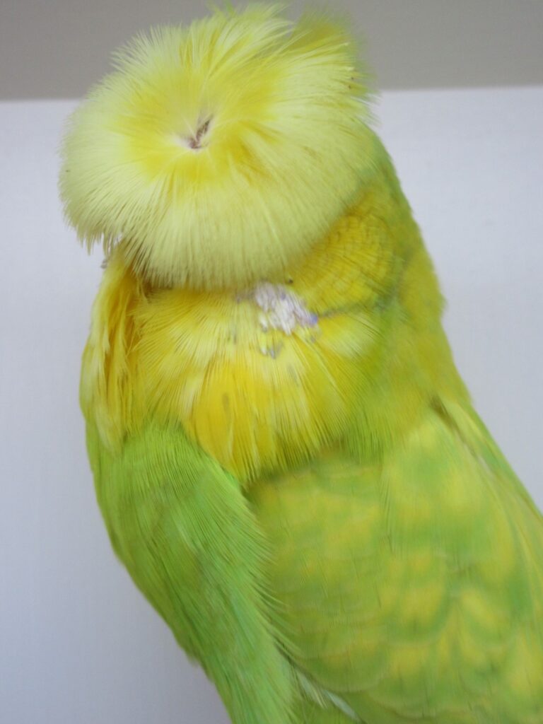 Crested ANBC Winning Budgerigar