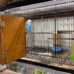 Budgerigar Cages
