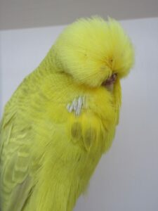 Dilute Budgerigar