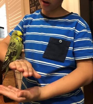 Are Budgies Good Pets