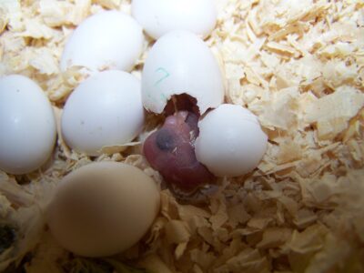 Budgerigar Egg Candling Egg Management Egg Hatching Dead In Shell