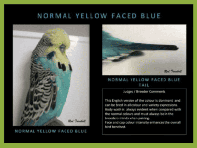Yellow faced Blue Budgerigar