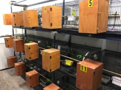 Breeding Cabinets, Budgie Breeding Cages, Breeding Cages for Budgies