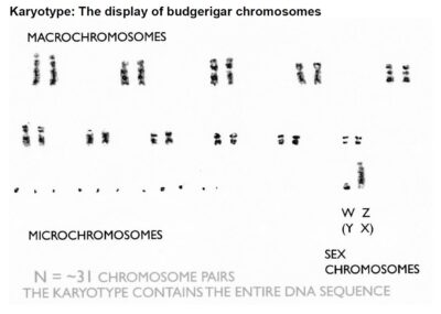 Budgerigar Genetics
