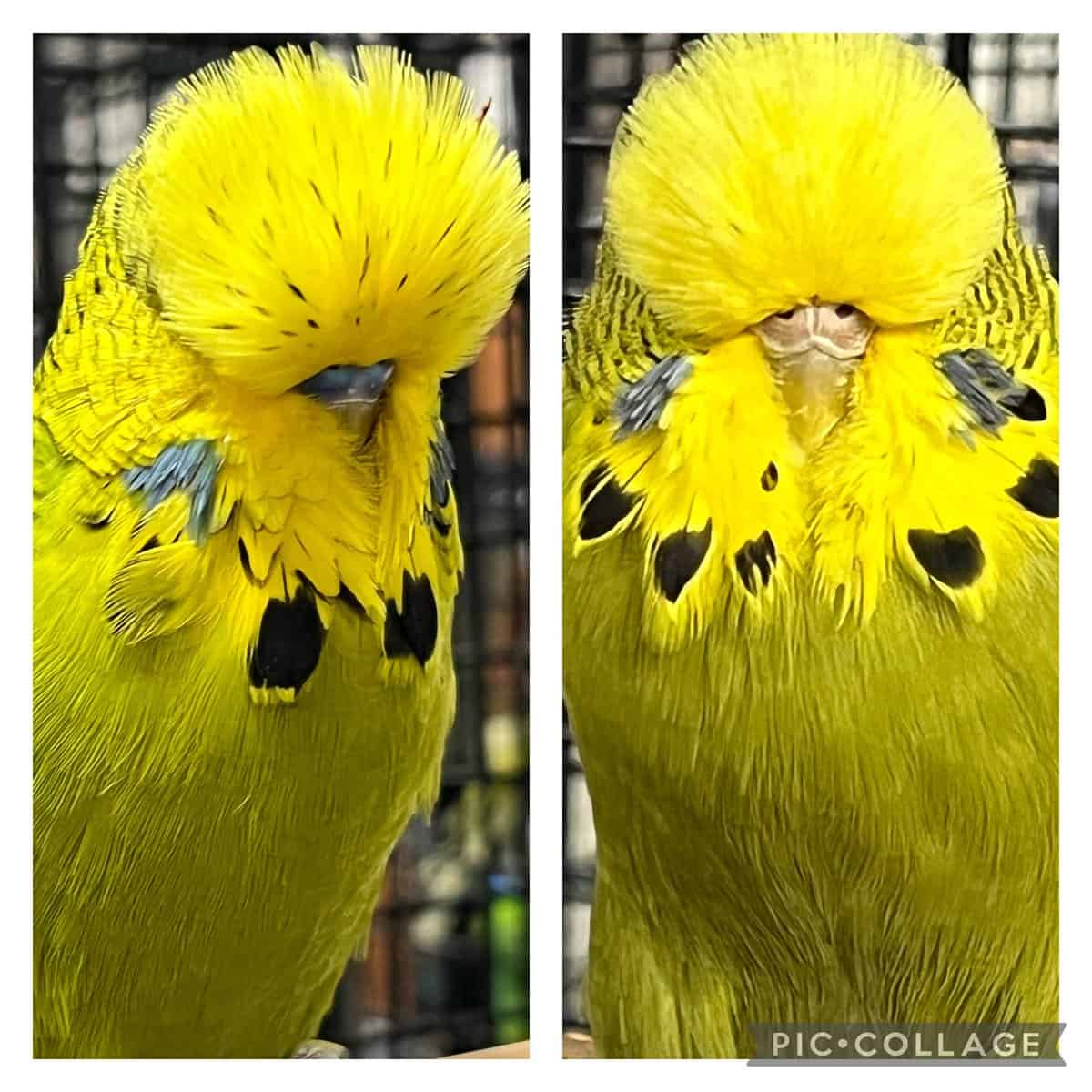 Crested budgies 2024 for sale