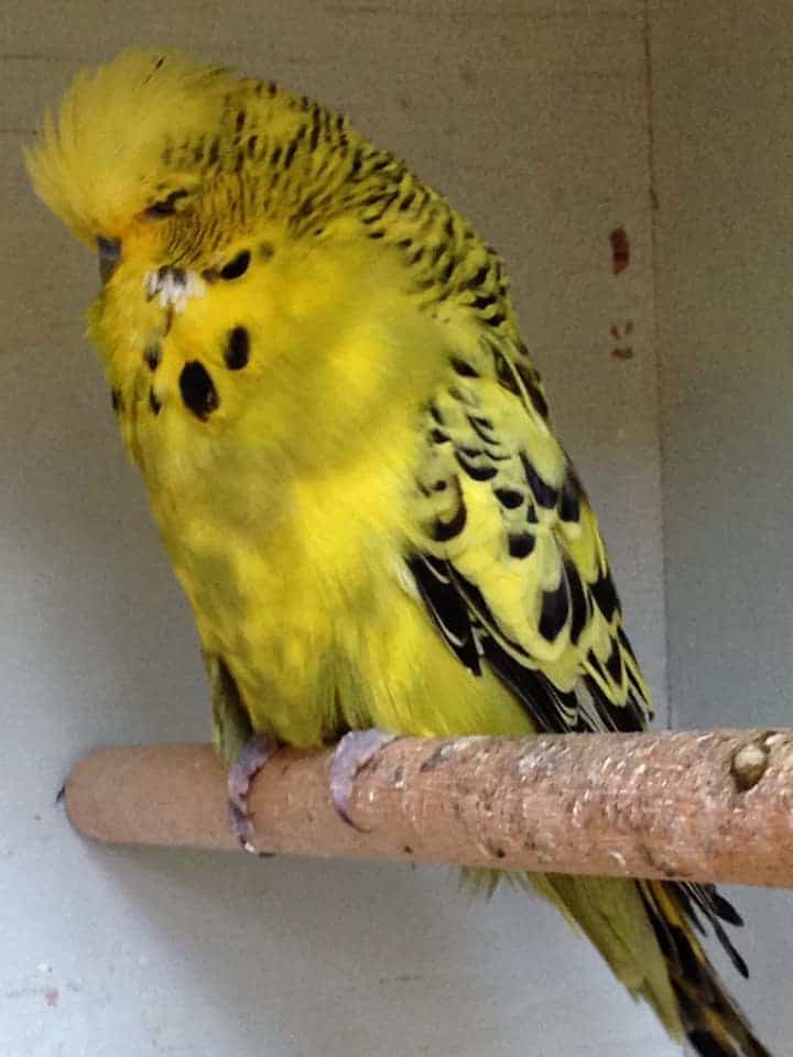 Pied budgerigar best sale