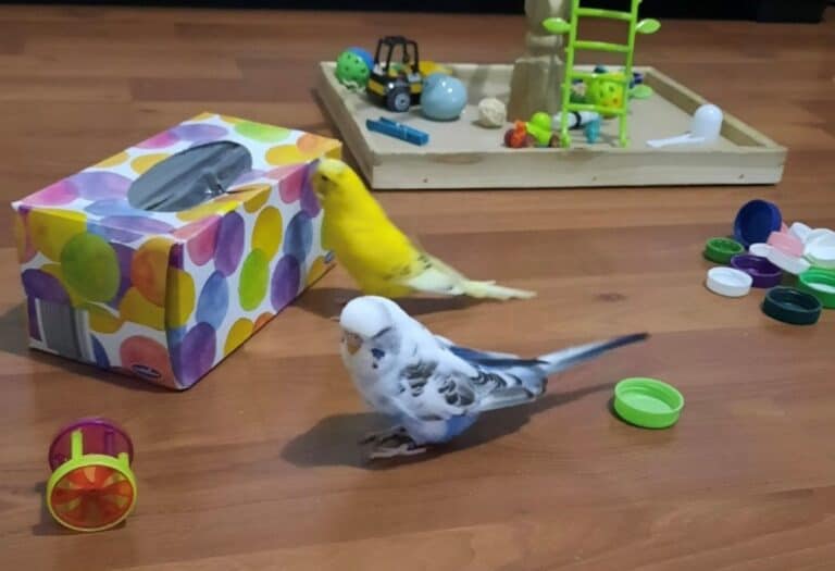 Budgerigar Exercise & Budgie Bird, Pets at Home