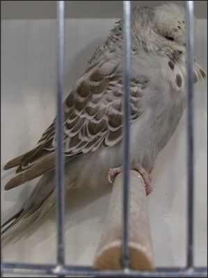 Psittacosis and Early Detection, Bird vet, bird veterinarian, bird vets