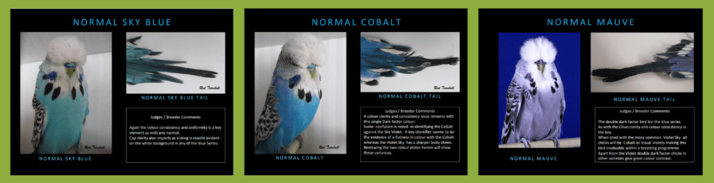 Normal Blue, Cobalt and Mauve Budgerigar