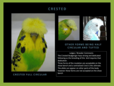Crested Budgies