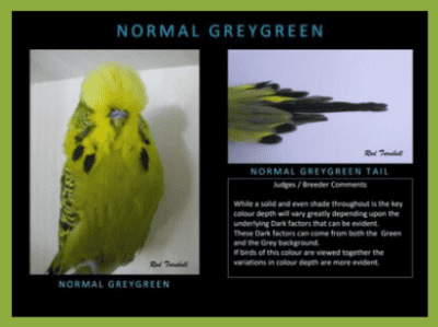 Normal Grey Green Budgerigar