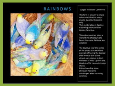 Rainbow budgie, rainbow budgies, rainbow budgerigar, budgie rainbow, budgerigar rainbow
