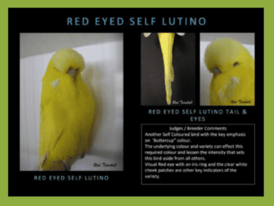 Red Eye Self Lutino Budgerigar
