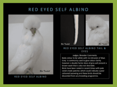 Red Eyed Self Albino Budgerigar