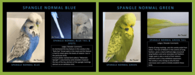 Spangle normal blue and spangle normal green image