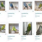 Rowe & McMahon Budgie Sale