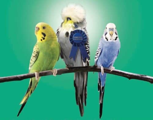 Image showcasing Budgie Bird | Your Complete Guide to Budgies