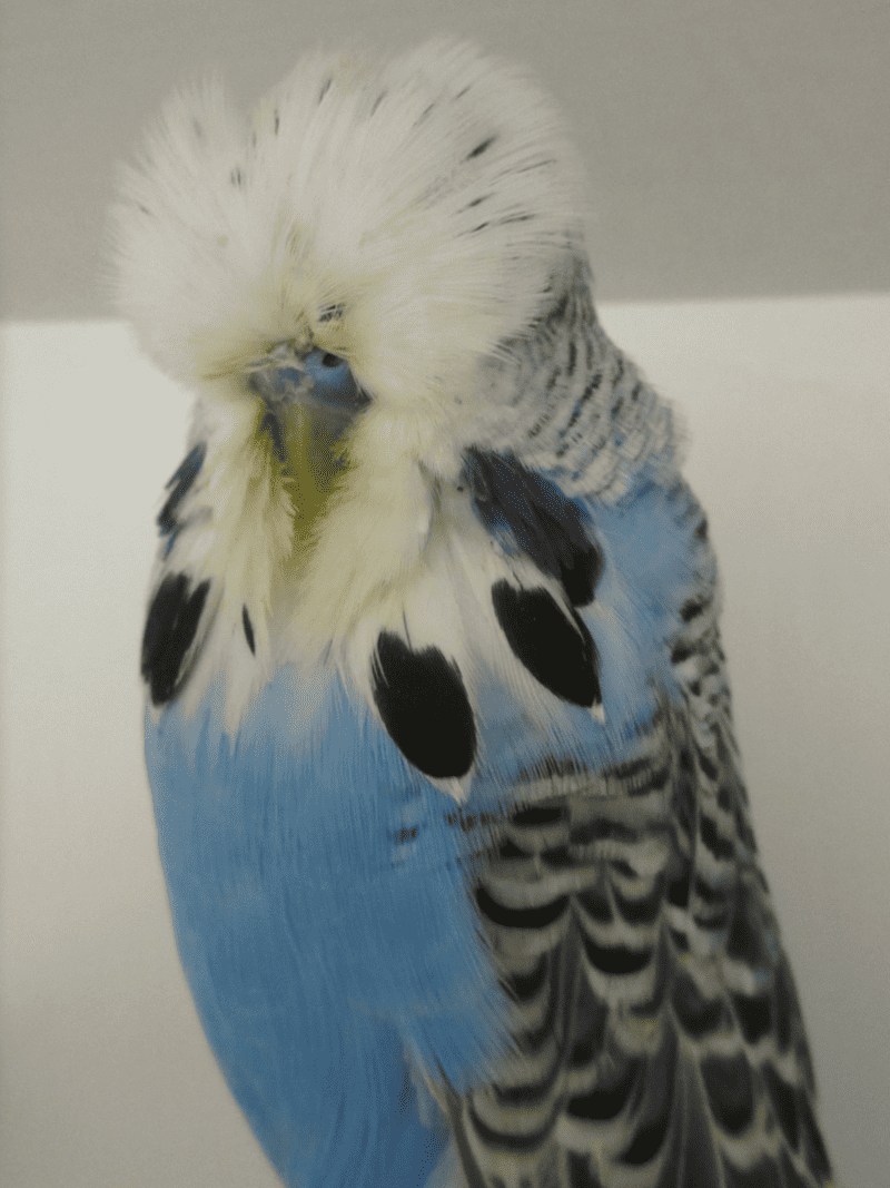 Exploring Budgerigar Breeds, Colours and Varieties Australia