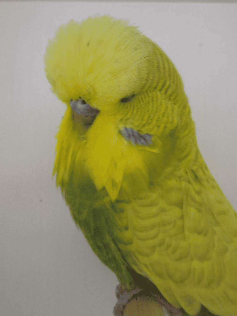Exploring Budgerigar Breeds, Colours and Varieties Australia