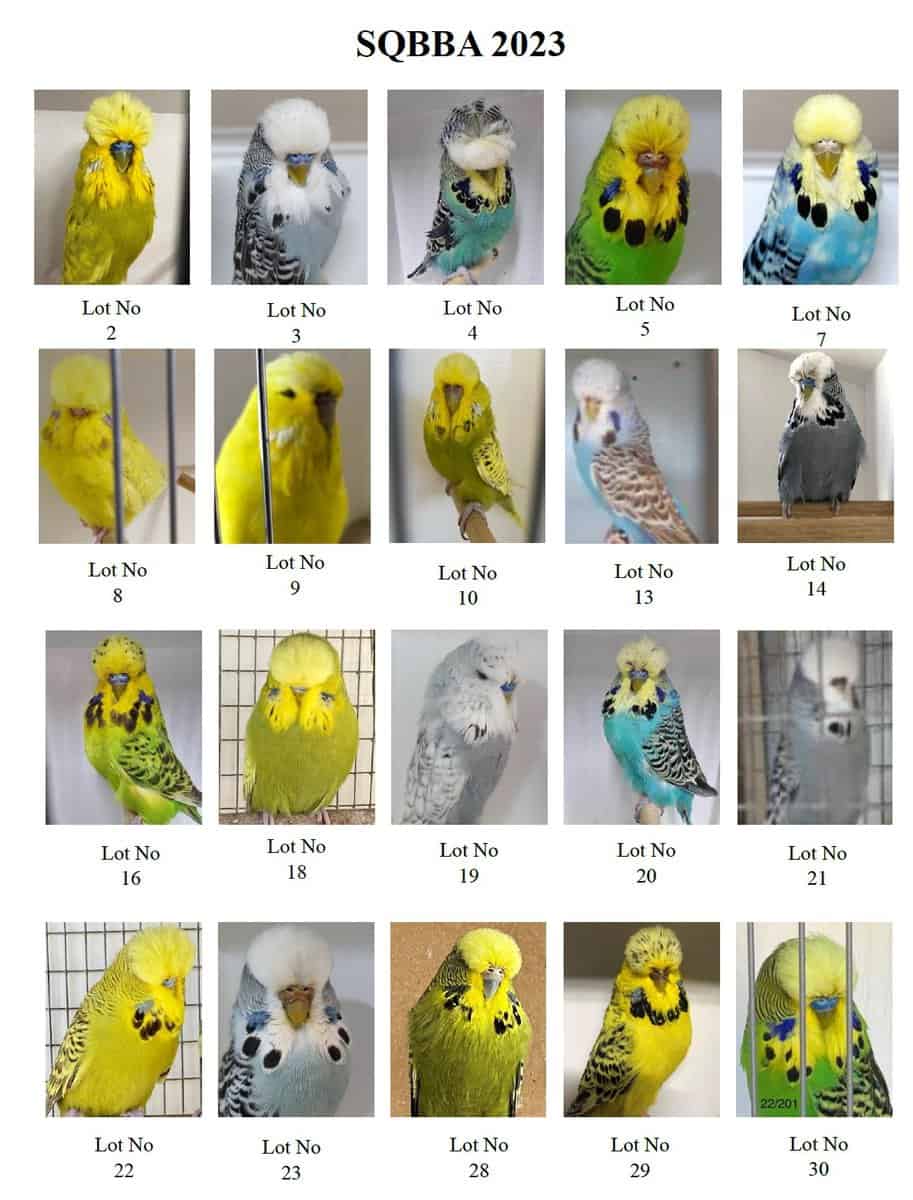 SQBBA Budgerigar Auction 2023 - BCSA