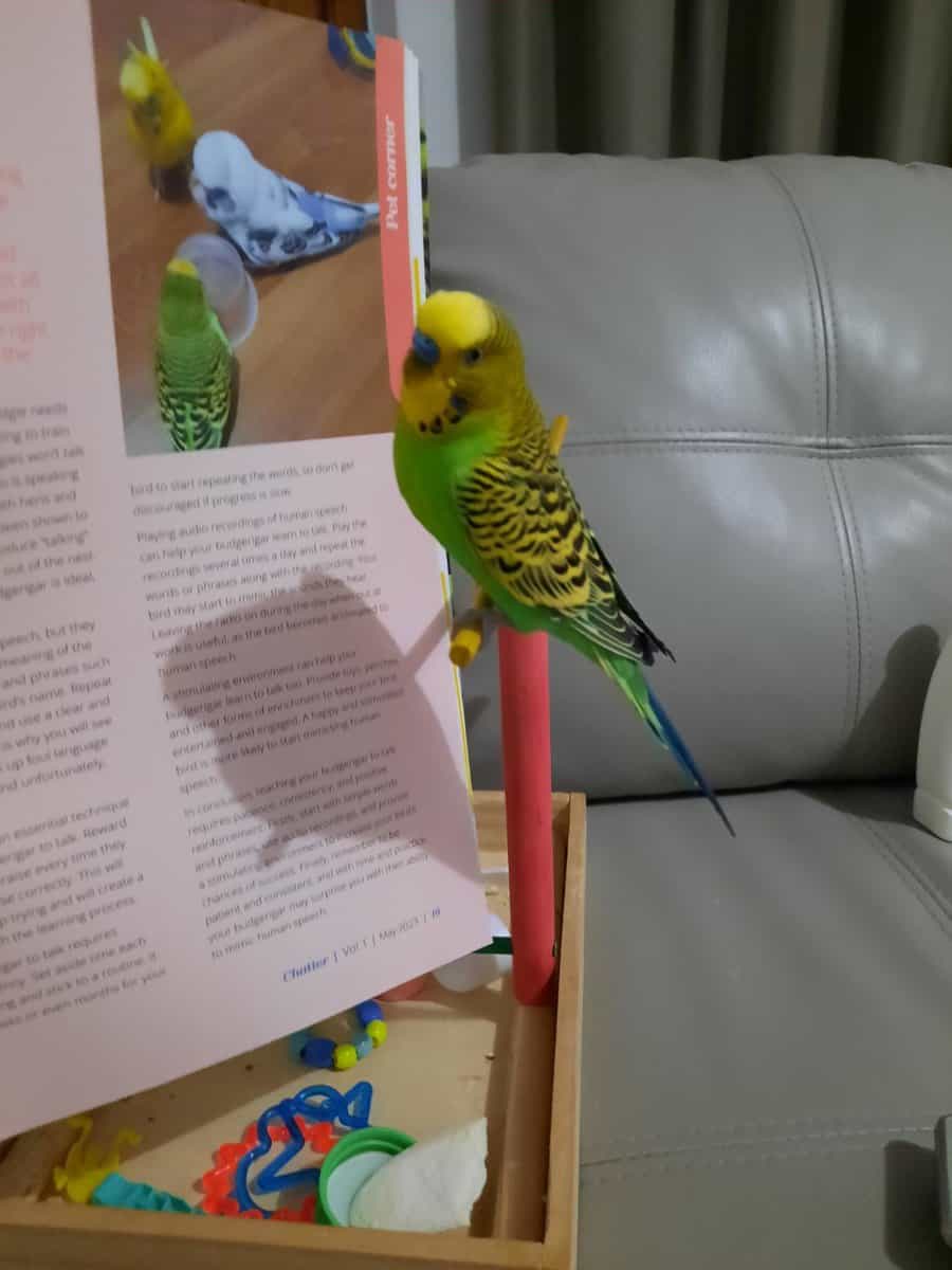 budgie-lifespan-how-long-do-budgerigars-live