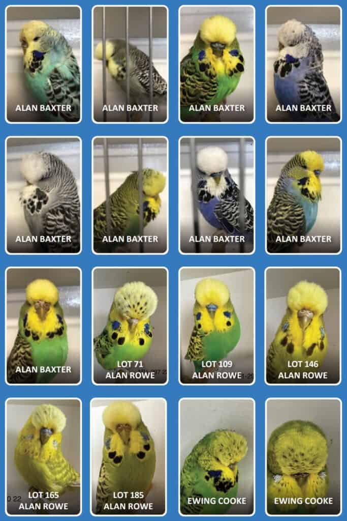 Bendigo Budgerigar Auction 2023 - The BCSA