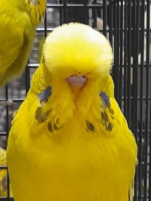 BCSA Auction 2023, Budgies for Sale Near Me, budgies for sale