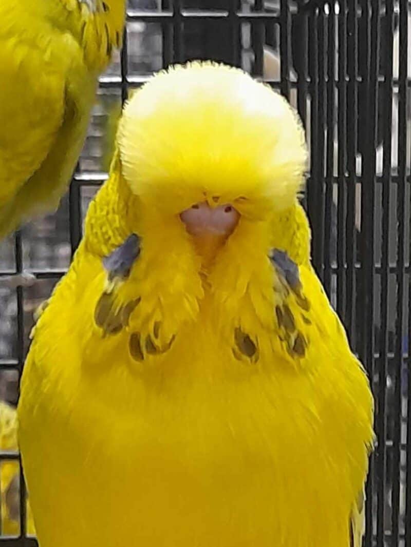 Budgies For Sale Budgies For Sale Near Me Budgie for Sale