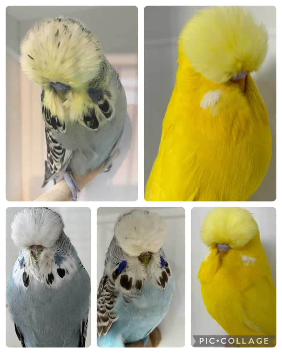 Smith & Fox Budgerigar Auction 1 | Sell Out