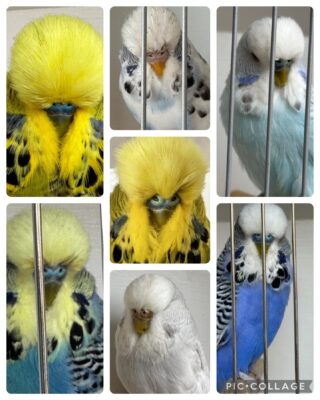 Carnick Budgerigars Auction 2