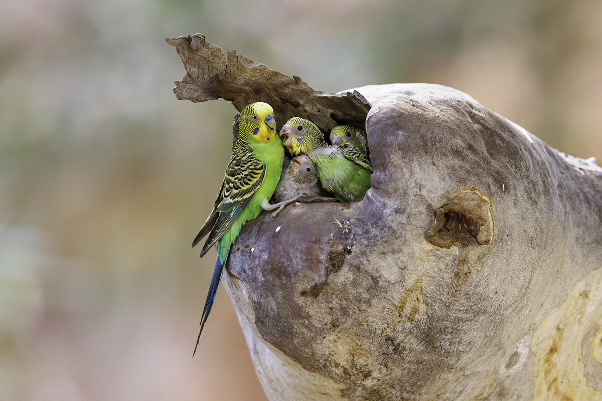 Budgie Breeding Season Australia - BCSA