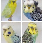 BSSA Pet Bird Auction 1