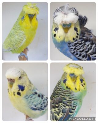BSSA Pet Bird Auction 1
