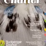 Chatter Magazine Summer Edition 2024