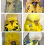Clyde Easter Auction, Clyde Budgerigar Auction
