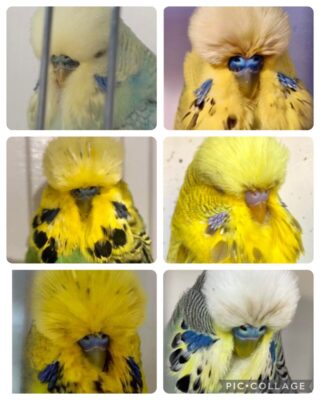 Clyde Easter Auction, Clyde Budgerigar Auction