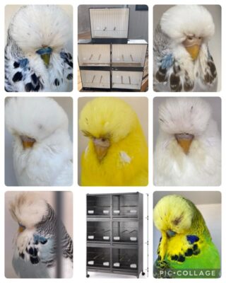 Michael McMahon Budgerigar Sell Out