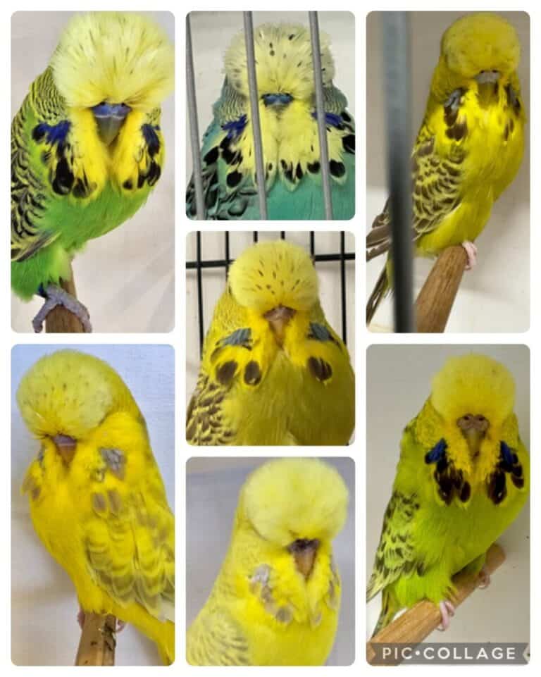 Hunter Budgie Auction 9