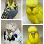 Slater Whannell Budgie Auction