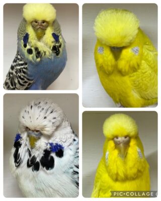 Slater Whannell Budgie Auction