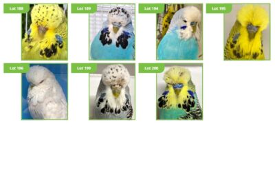 BCSA Budgerigar Auction 2024, South Australian bird Auction