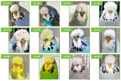 BCSA Budgerigar Auction 2024, South Australian bird Auction