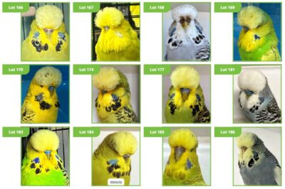 BCSA Budgerigar Auction 2024, South Australian bird Auction