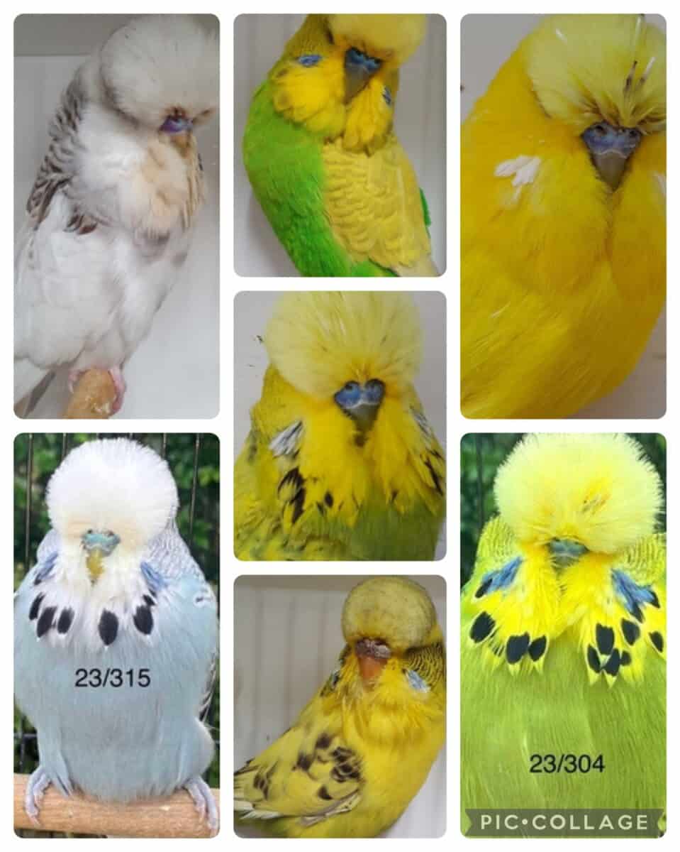 Finding Your Perfect Budgie A Guide To Budgies For Sale In South Australia Brandy Daily