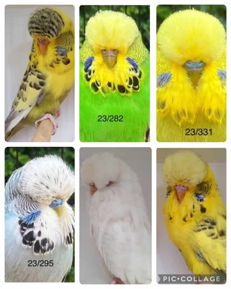 How To Choose The Right Budgie: Tips From Experienced Breeders - Weekly ...