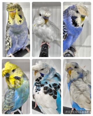 BSSA Pet Bird Auction 2. BSSA Pet Budgie Sale