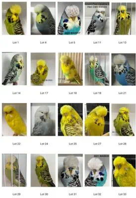 Eastern District Budgerigar Society Auction 2024, Eastern Auction 2024