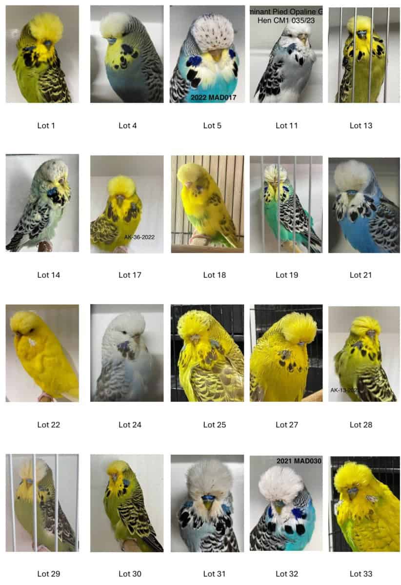 Eastern Districts Budgerigar Society Auction 2024 - BCSA