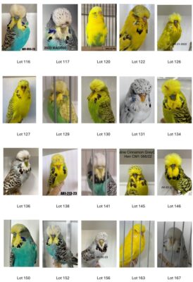 Eastern Districts Budgerigar Auction 2024