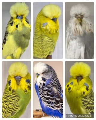 Hunter Auction 11, Hunter Valley Budgerigar Society